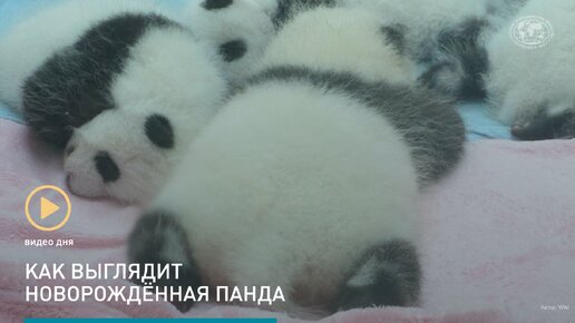 Как выглядит новорождённая панда