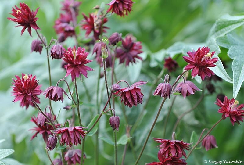 Аквилегия Ruby Port