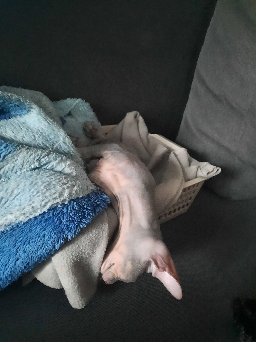 Серая шейка 