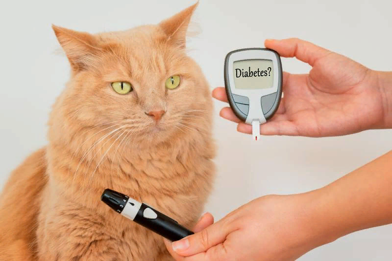 Сахарный диабет у кошек – это заболевание, которое проявляется в нарушении уровня глюкозы в крови, аналогично диабету у людей.-2