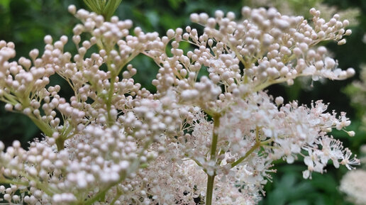 Про всё живое | Как пчела разыскивает нектар: она забралась в самую ...