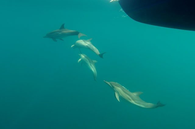    Что за человеческий навык ученые нашли у дельфинов?