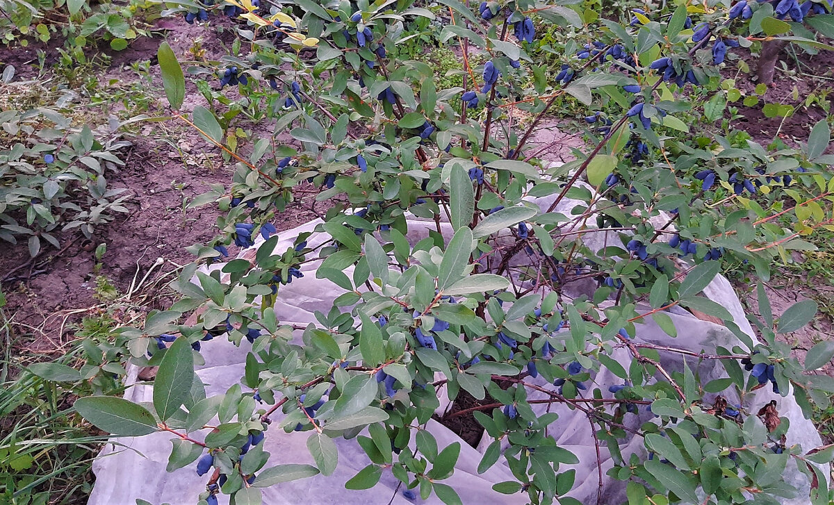 Жимолость Амфора