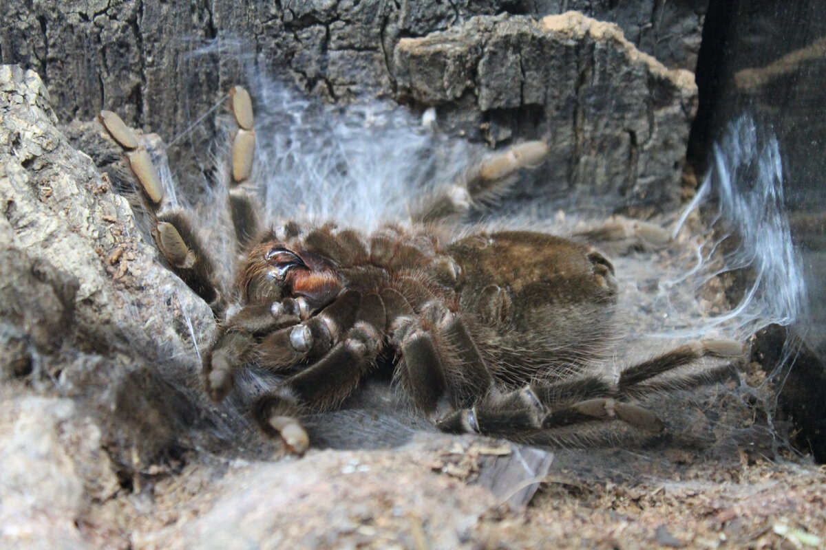 Lasiodora parahybana готовится к линьке