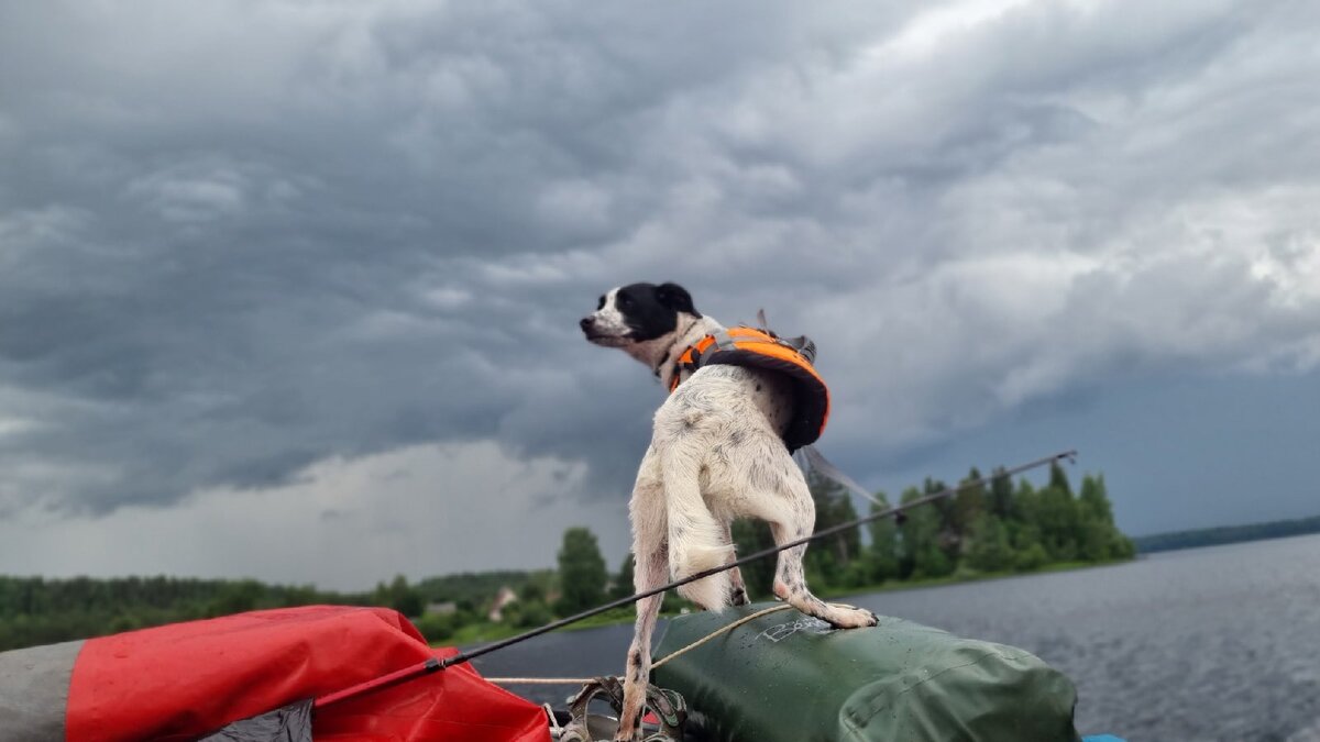 Пёс должен выдерживать долгую поездку на судне
