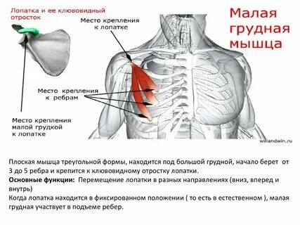 Боль в правом локтевом суставе. Боль в локтевом суставе, болит локоть Боль в локтевом суставе | Eaglemed.ru Боль в локтевом суставе: почему появляется? Причины и лечение