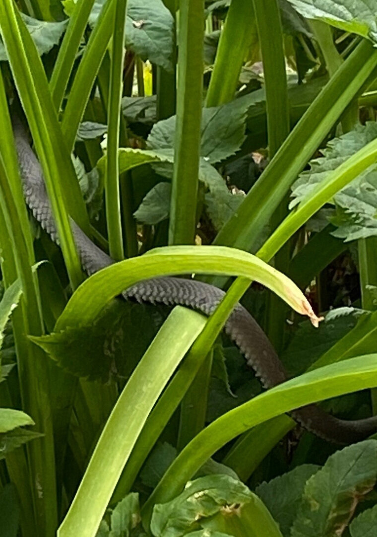    Змея на улице Белинского