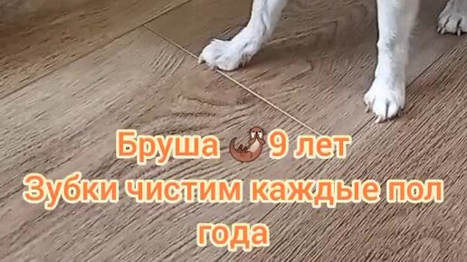 Дмитрий. Чистка зубов собакам без наркоза. Москва. | Бруша 🦦9 лет ...