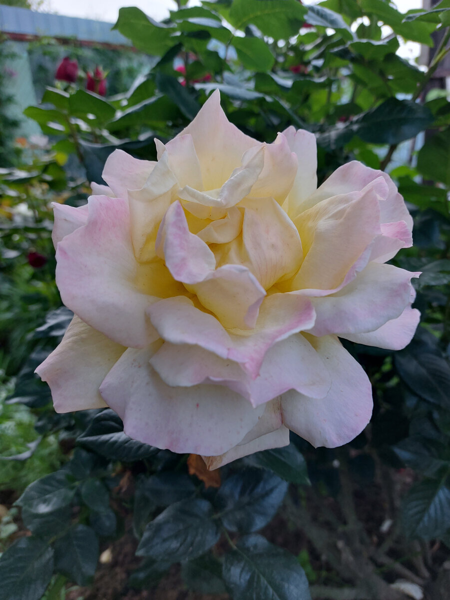 Мадам Мейян