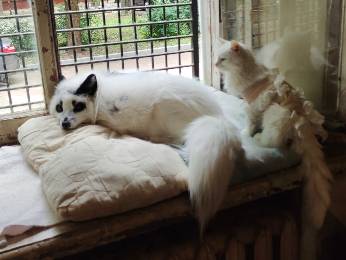 тот момент, когда Лялька собирается отжать законное лисичкино лежбище 