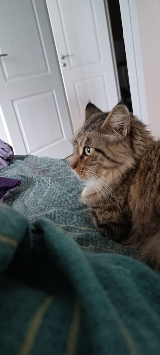 Сидит кошка, понятия не имеет, что с ней не так