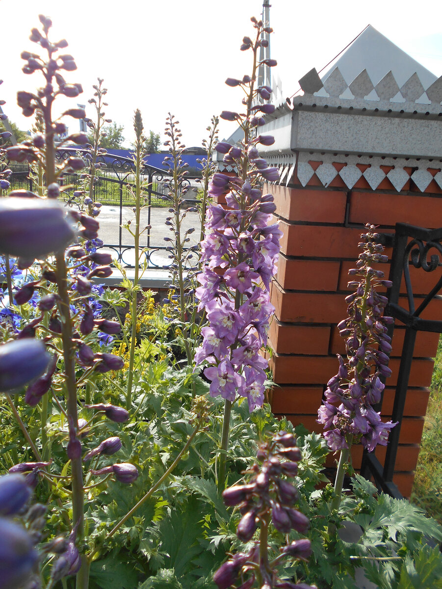 В галерее 3 фото. Новозеландские дельфиниумы из самособранных семян