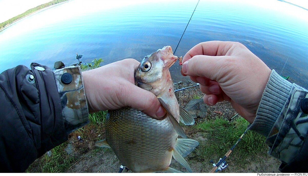 Фото с сайта: https://klev26.ru