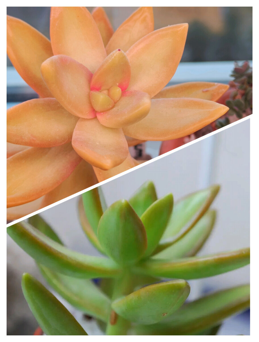 Седум Нуссбаумера (Sedum Nussbaumerum). Разница между фото 1,5 месяца. Фото автора 