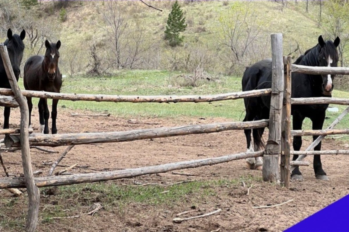    Лептоспироз обнаружили у двух лошадей в Бурятии