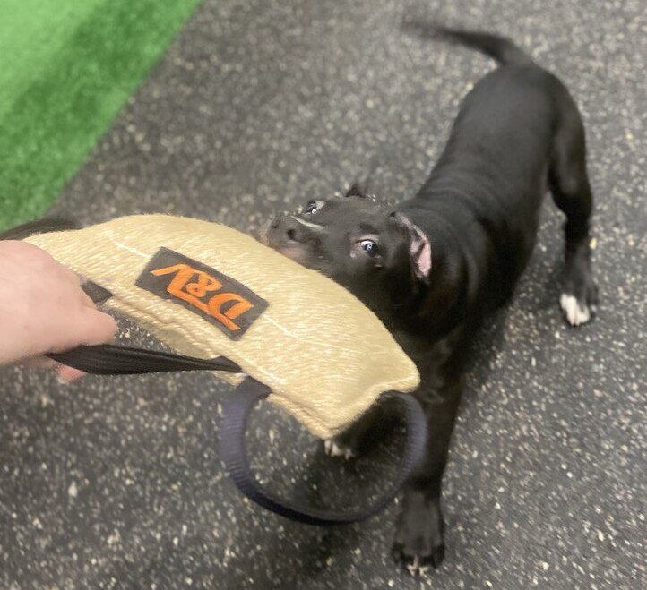 Занятия для щенков на закрытой площадке в СПб