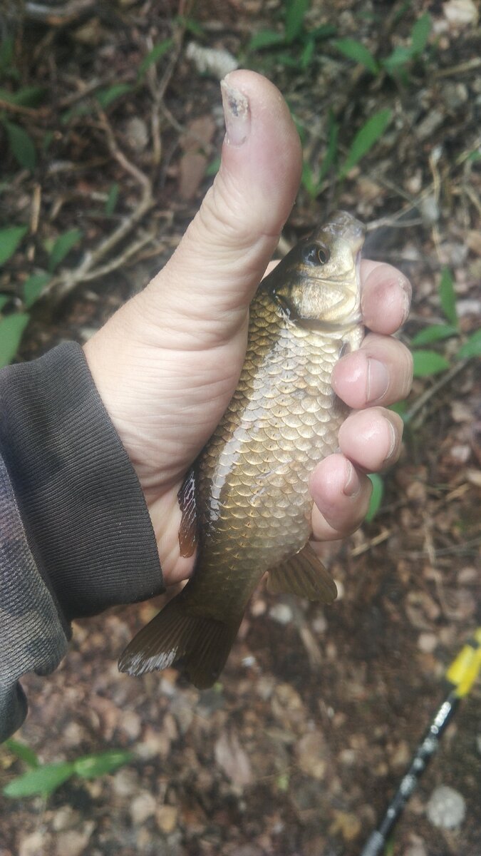 Вот такие карасики попадались. Покрупнее брали - помельче - топили. Фото автора. 