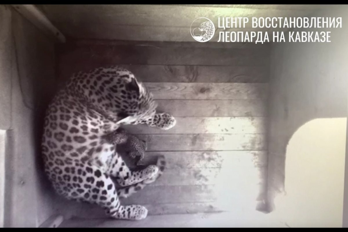    В Сочи у семейства леопардов родился котенок