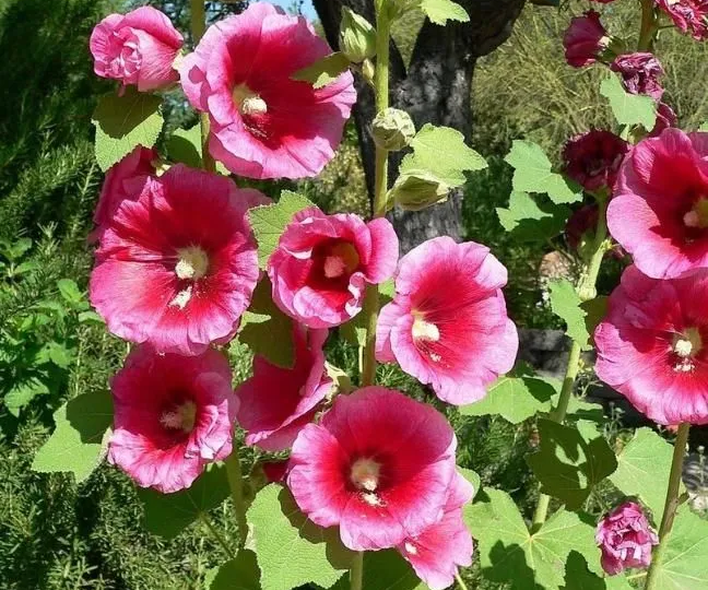 Дачники обратите внимание, Почему моя МАМА настоятельно, так, ПОПРОСИЛА купить ей много семя МАЛЬВЫ, для посадки в июле. Вот в чем дело