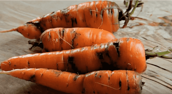 На фото: Личинки Морковной мухи сразу же вгрызаются в мякоть овощей.  Растение становится непригодным для употребления в пищу.