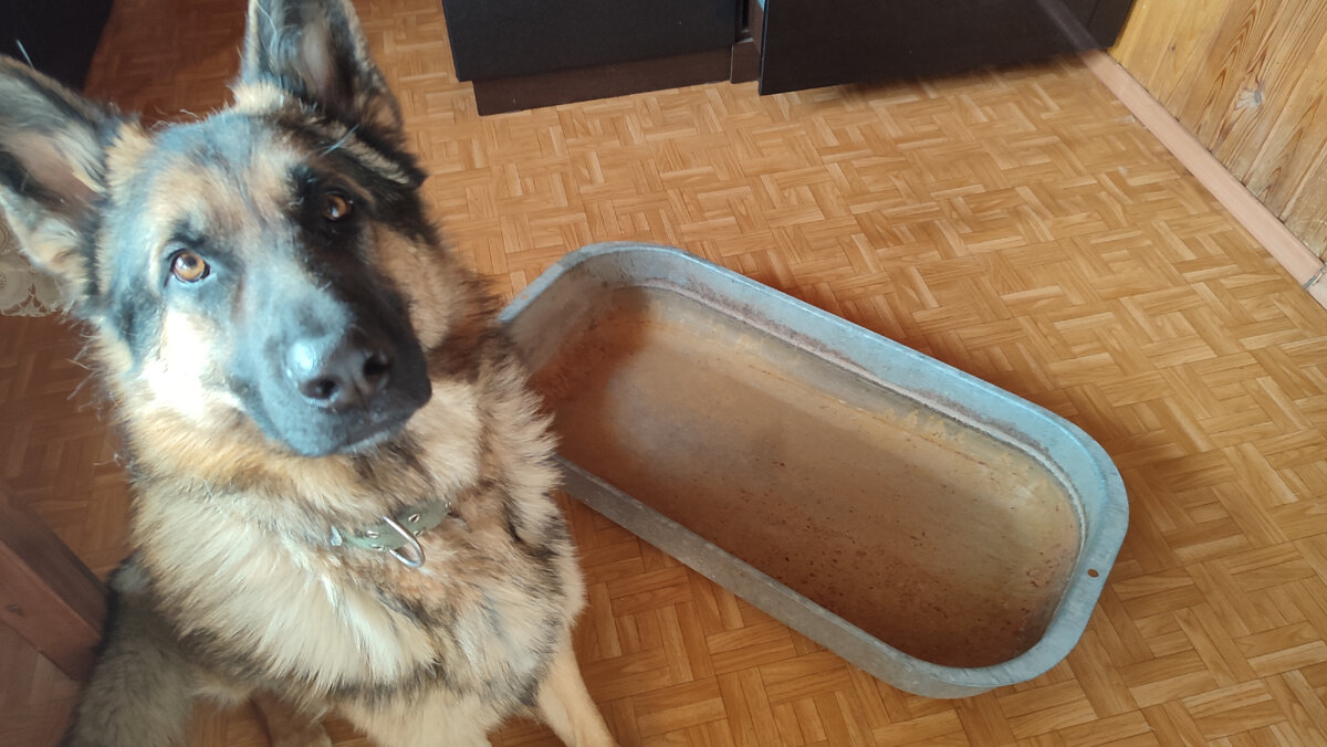 Ну куда же без моего помощника Боси, самоотверженно охраняющего столь ценный объект 😆