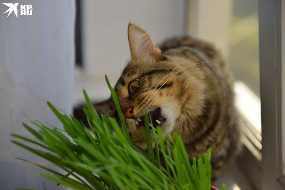     Выращивать овощи, ягоды и зелень на подоконнике – отличное увлечение и времяпрепровождение. Олег РУКАВИЦЫН