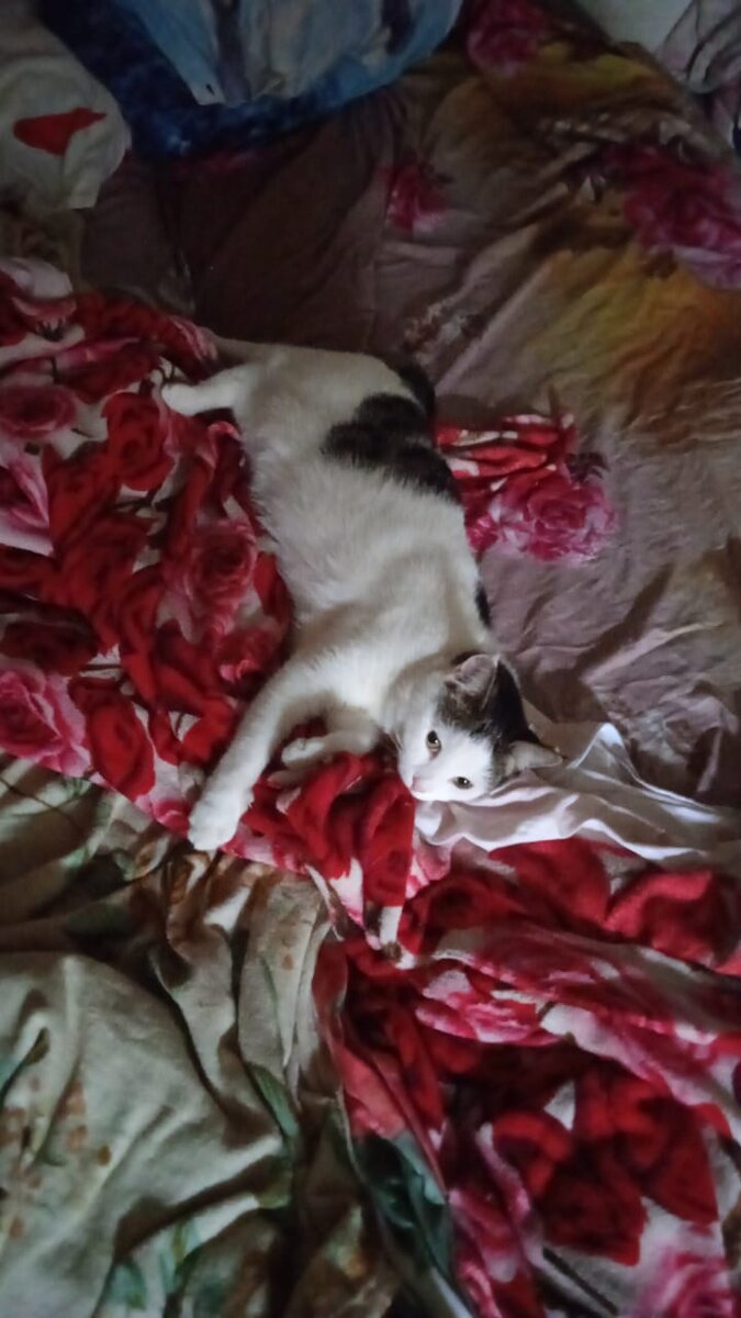 Моя постель! Ничего не хочу слышать о лежанках на подоконнике😹