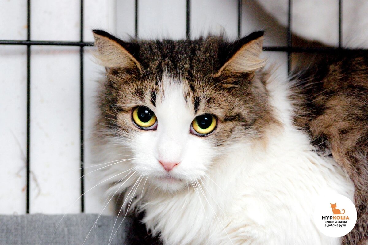 Спотти нашли на улице.