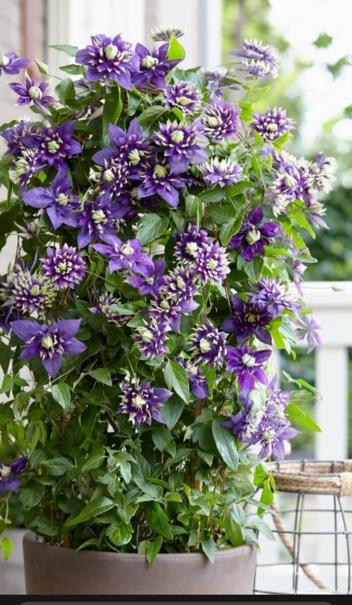 Тайга, фото из открытого источника