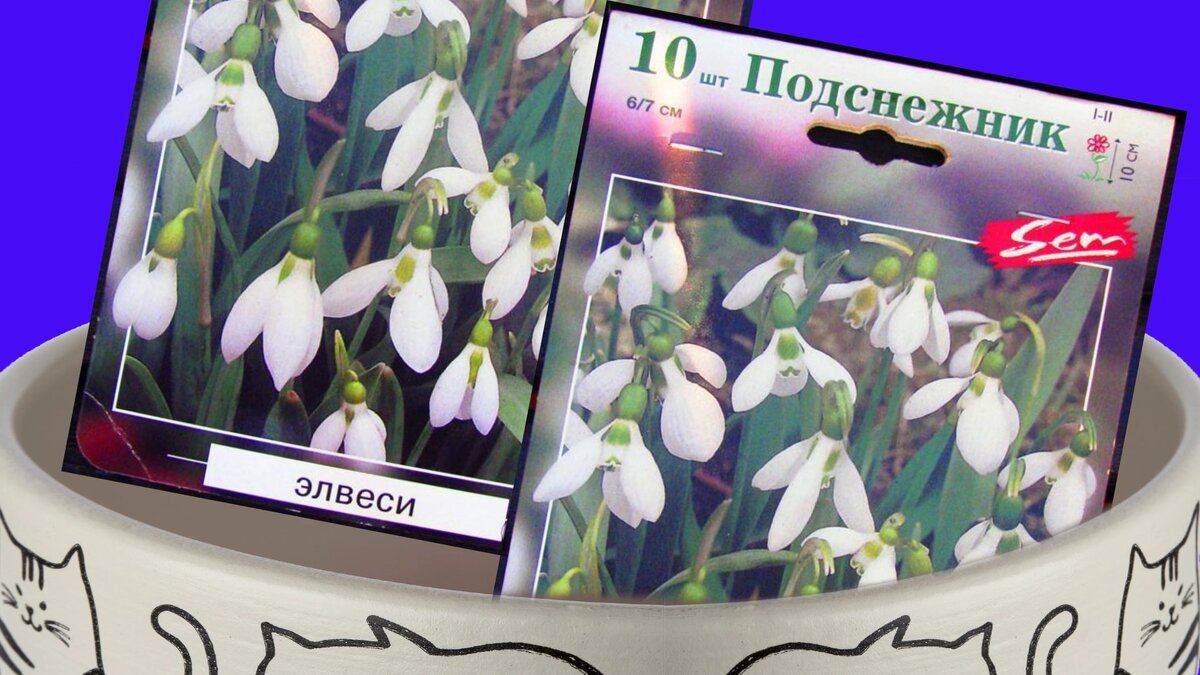 Луковицы подснежников