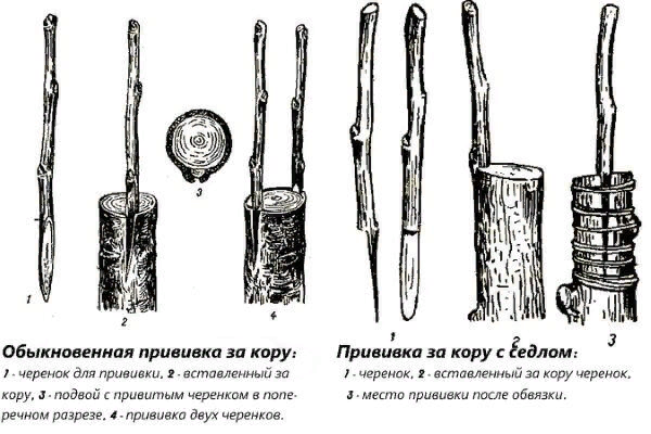 Прививка и перепрививка плодовых деревьев.