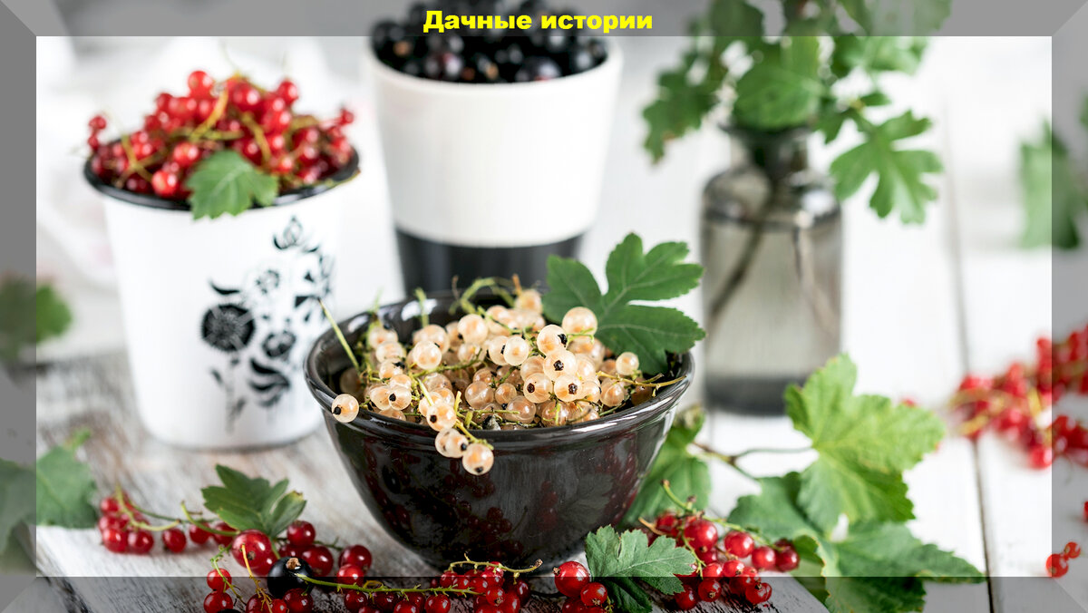 https://vk.com/album-159774511_291636108