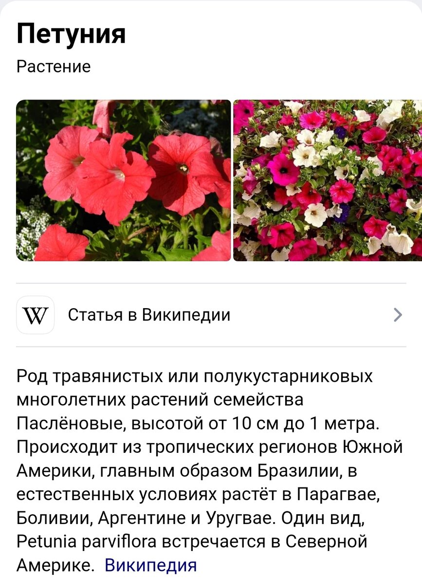 Википедия о цветах петуньи