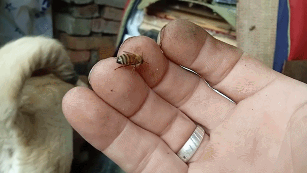 Фото ВНИЗУ-По шлейфу от распечатанных крышек медовых ячеек -видно движение клуба с НОЯБРЯ----до МАРТА 2023 г.Пчелы обсиживают 6 рамок .Движутся на левый бок улья.Конец февраля-на рамки положил лепешку=на следующий день посмотрел-виден белый шлейф-значит лепешку употребляют ..