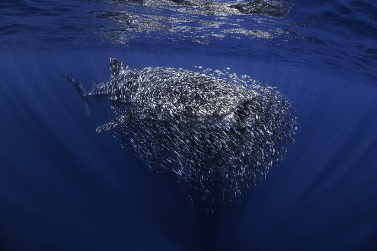 © Ollie Clarke (Великобритания) «Рой». Место съёмки: риф Нингалу, Австралия
British Underwater Photographer of the Year 2023 и 2-е место в категории «Перспектива»