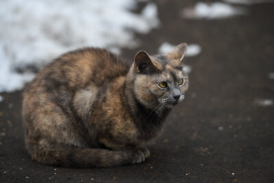    Кот зимой в Москве ©Николай Корешков РИАМО