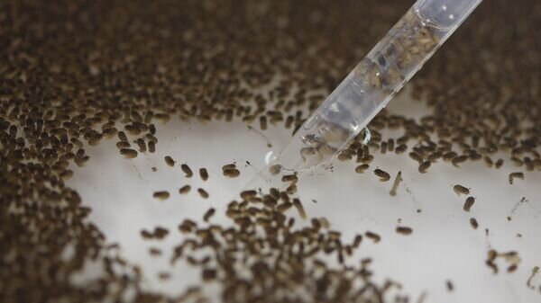    © AP Photo / Andre Penner