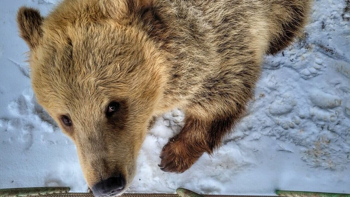     Из спячки в Большереченском зоопарке вышел бурый медведь Макар