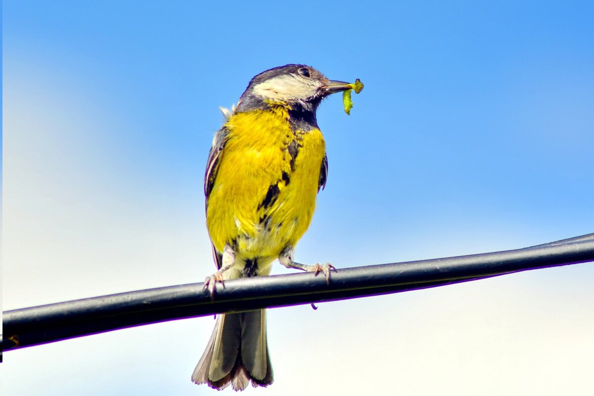 Большая синица с кормом у гнезда