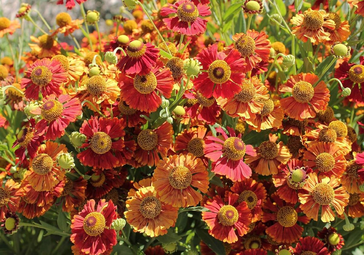 Гелениум осенний Helenium autumnale