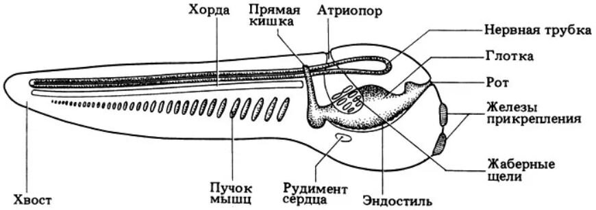 Строение асцидии схема