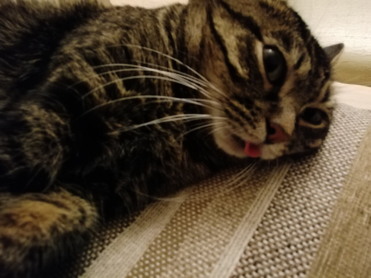 Покажу кота, котики всем нравятся 