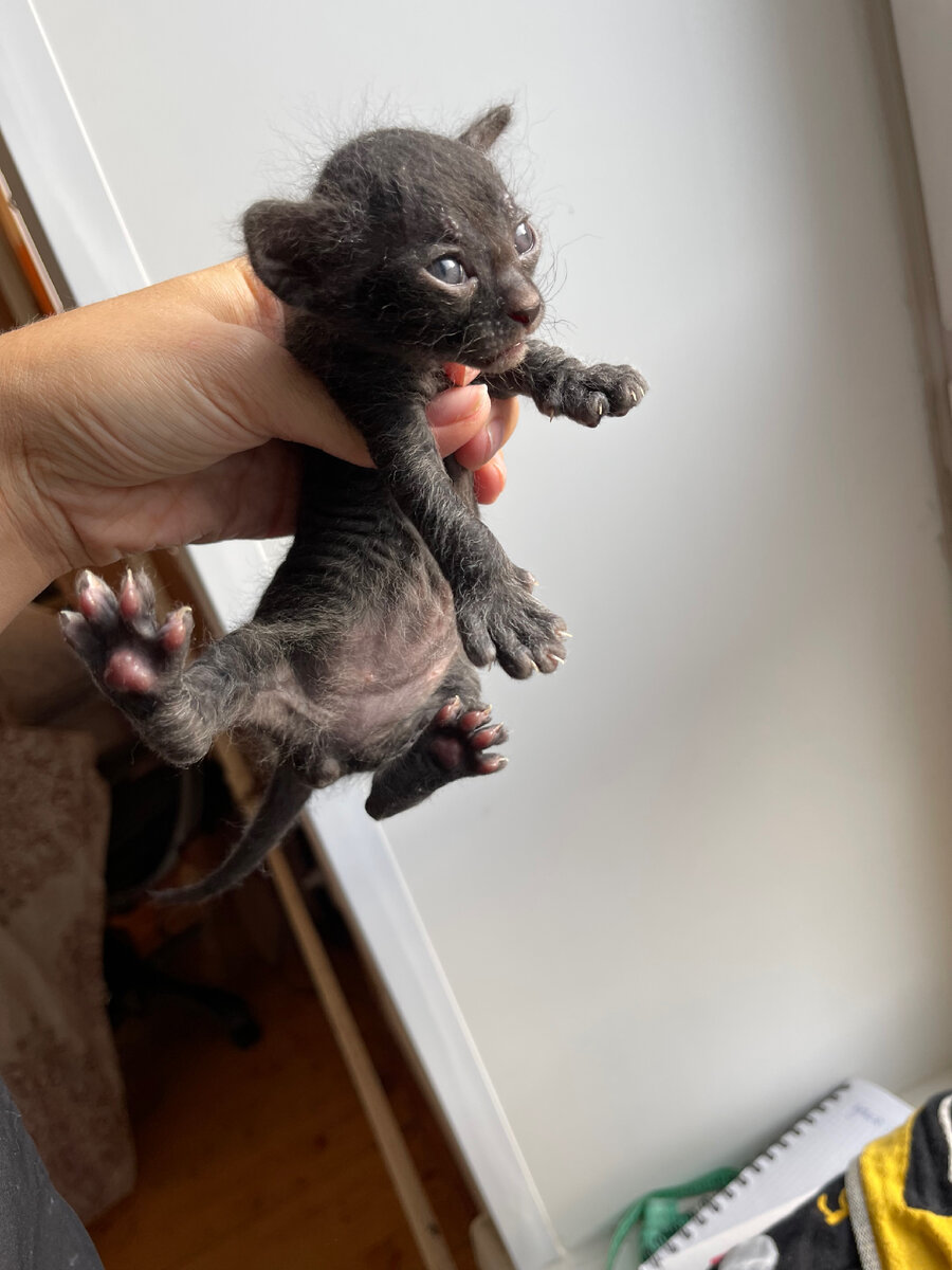 Пример шерсти котенка , которая вытрется и это будет в пределах нормы породы 