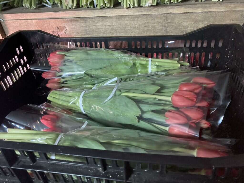Как сохранить тюльпаны купленные заранее