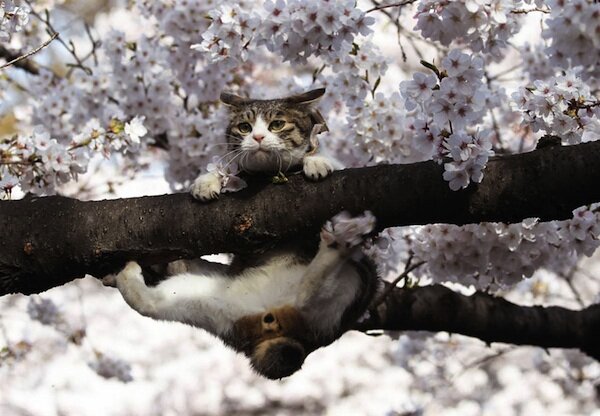 Фото из интернета. Котик на сакуре.