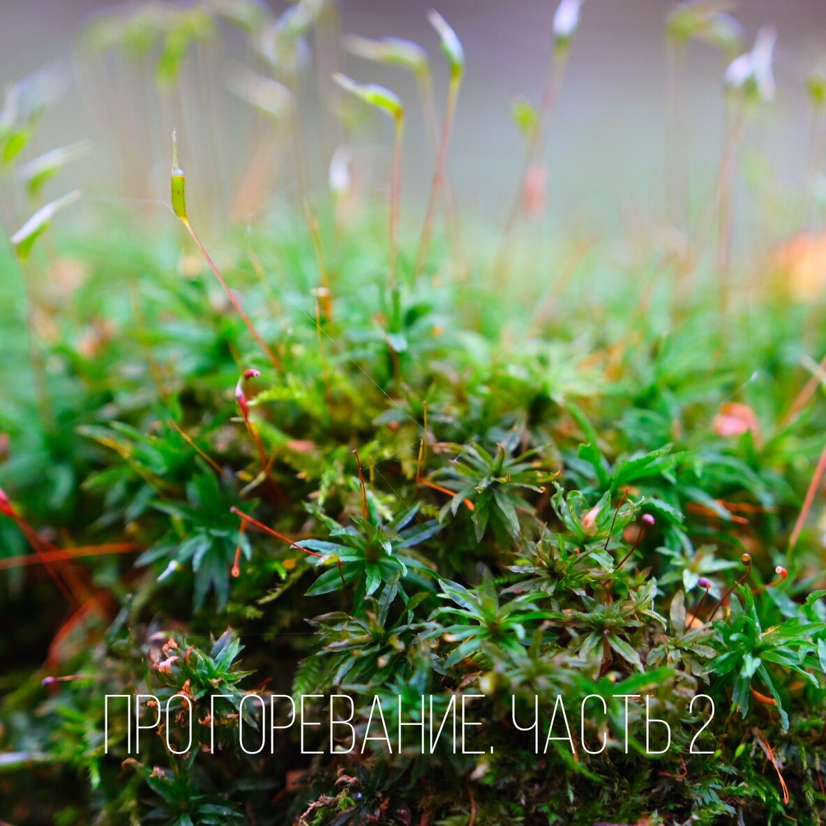 Фотография: https://grishin-photo.ru