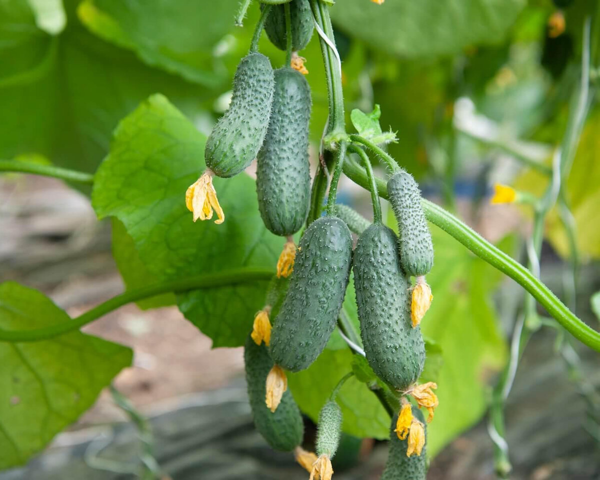 Устойчивый к пероноспорозу гибрид огурца «Стартап F1» от «GavrishProf»
