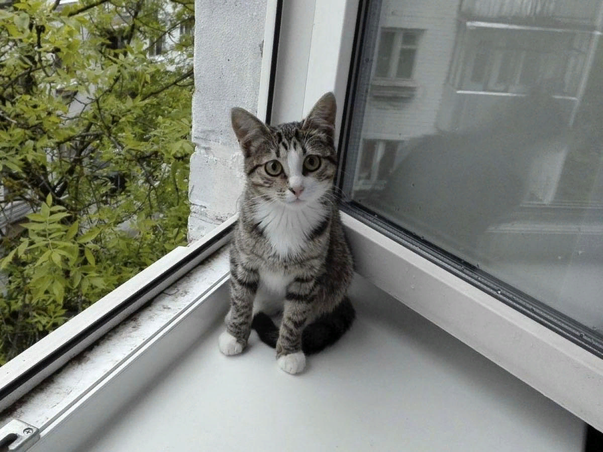 Кот в открытом окне
