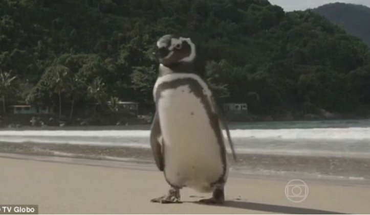 Кто бы мог подумать, что пингвин будет проплывать ежегодно более восьми тысяч километров ради встречи с каменщиком, который спас его от гибели.