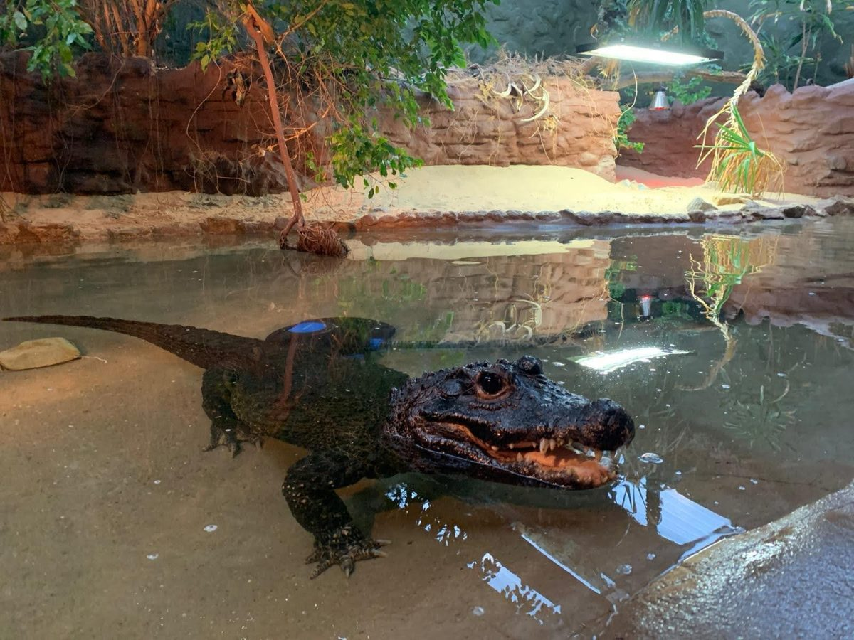 Африканский карликовый крокодил: Отрастил броню и переселился жить в пещеру. Как выживает самый маленький крокодил?